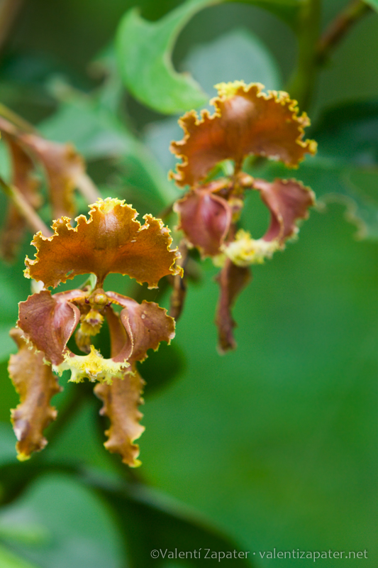 Flores de la orquídea Oncidium serratum