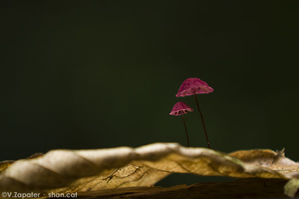 Hongos en el Parque Nacional Yasuní. Mushrooms in Yasuni National Park, Ecuador.